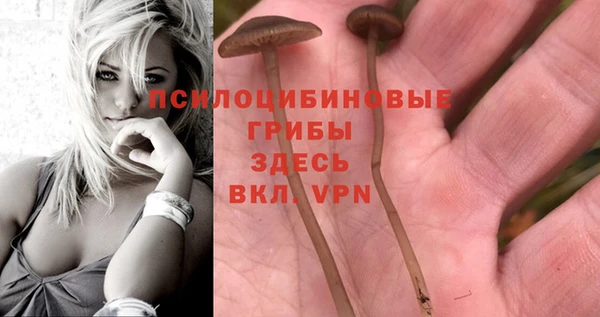 шишки Белоозёрский